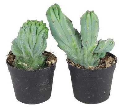 Myrtillocactus geometrizans f. cristata aprašymas - Prekės nuotrauka