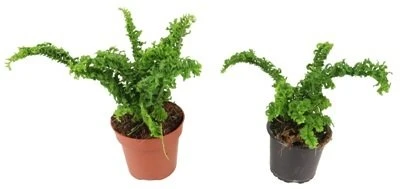 Nephrolepis exaltata Emina aprašymas - Prekės nuotrauka
