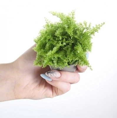 Nephrolepis exaltata Smithii aprašymas - Prekės nuotrauka