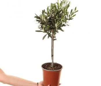 Olea europaea aprašymas - Prekės nuotrauka