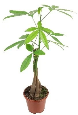Pachira aquatica aprašymas - Prekės nuotrauka
