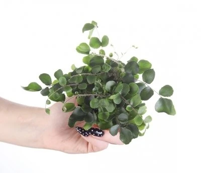 Pellaea rotundifolia aprašymas - Prekės nuotrauka