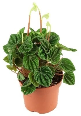 Peperomia caperata Lilian aprašymas - Prekės nuotrauka