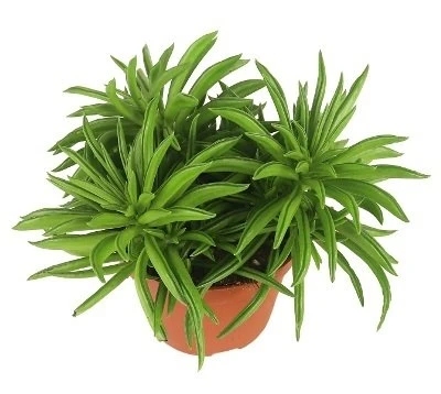 Peperomia ferreyrae Happy Bean aprašymas - Prekės nuotrauka