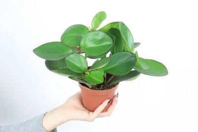 Peperomia obtusifolia Raudona Margin aprašymas - Prekės nuotrauka