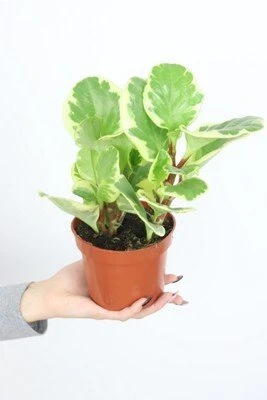 Peperomia Obtusifolia Variegata aprašymas - Prekės nuotrauka