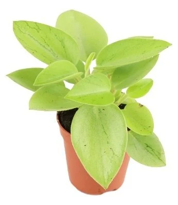Peperomia orba Pixie Lime aprašymas - Prekės nuotrauka