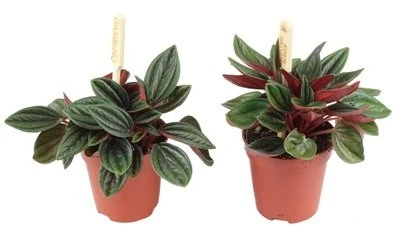 Peperomia Rosso aprašymas - Prekės nuotrauka