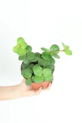 Peperomia tetraphylla Hope aprašymas - Prekės nuotrauka
