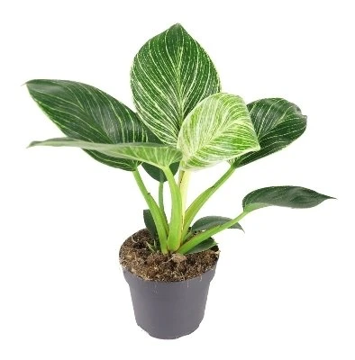Philodendron Birkin aprašymas - Prekės nuotrauka