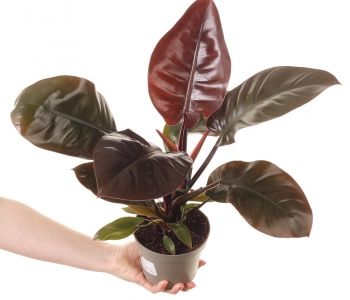 Philodendron Juodas Cardinal aprašymas - Prekės nuotrauka