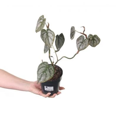 Philodendron brandtianum aprašymas - Prekės nuotrauka
