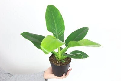 Philodendron erubescens Imperial Žalias aprašymas - Prekės nuotrauka