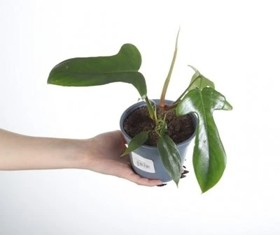 Philodendron florida aprašymas - Prekės nuotrauka