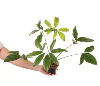 Philodendron Fun Bun aprašymas - Prekės nuotrauka