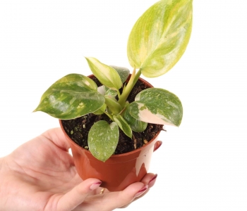 Philodendron Žalias Congo aprašymas - Prekės nuotrauka