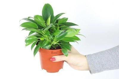 Philodendron Žalias Princess aprašymas - Prekės nuotrauka