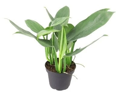 Philodendron hastatum Sidabrinis Queen aprašymas - Prekės nuotrauka