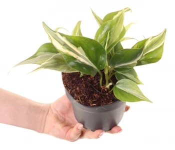 Philodendron hederaceum Rio aprašymas - Prekės nuotrauka