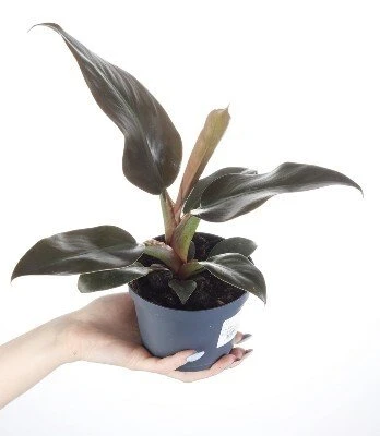 Philodendron Imperial Raudona aprašymas - Prekės nuotrauka