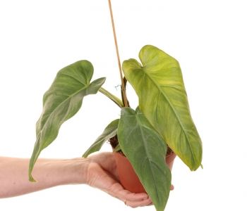 Philodendron maximum aprašymas - Prekės nuotrauka
