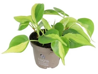 Philodendron scandens Brasil aprašymas - Prekės nuotrauka