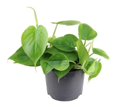 Philodendron scandens aprašymas - Prekės nuotrauka