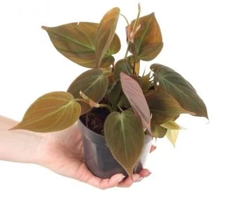 Philodendron scandens Micans aprašymas - Prekės nuotrauka