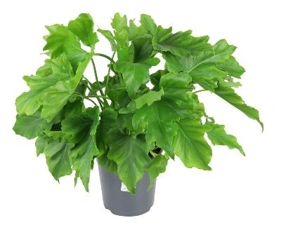 Philodendron selloum Hope aprašymas - Prekės nuotrauka