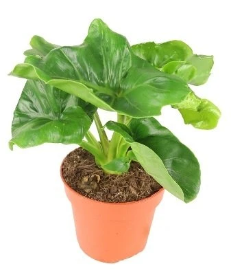 Philodendron selloum Super Atom aprašymas - Prekės nuotrauka