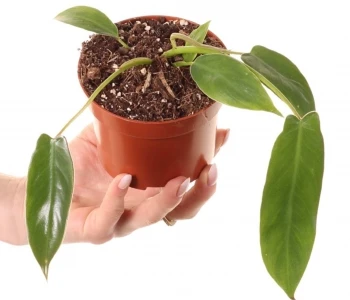 Philodendron spiritus-sancti aprašymas - Prekės nuotrauka