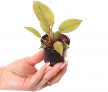 Philodendron Summer Glory aprašymas - Prekės nuotrauka