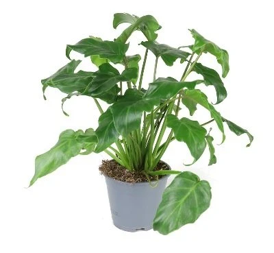 Philodendron Xanadu aprašymas - Prekės nuotrauka