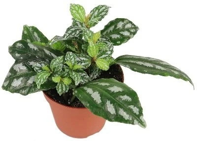 Pilea Cadierei aprašymas - Prekės nuotrauka