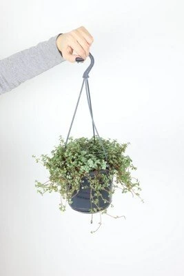 Pilea glaucophylla aprašymas - Prekės nuotrauka