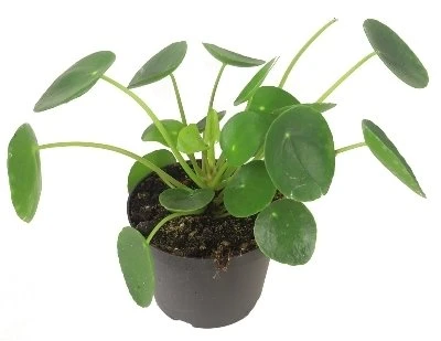 Pilea peperomioides aprašymas - Prekės nuotrauka