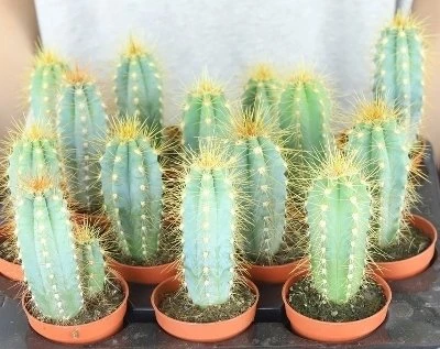 Pilosocereus azureus aprašymas - Prekės nuotrauka
