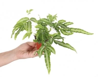Pteris cretica Albolineata aprašymas - Prekės nuotrauka