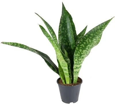 Sansevieria aubrytiana Dragon aprašymas - Prekės nuotrauka