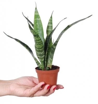 Sansevieria Juodas coral aprašymas - Prekės nuotrauka