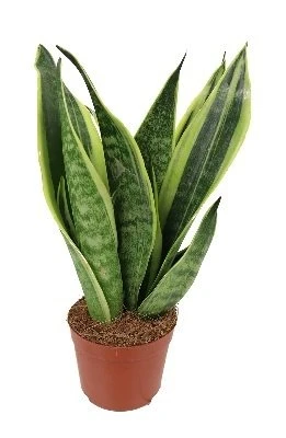 Sansevieria Canary aprašymas - Prekės nuotrauka