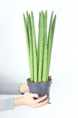 Sansevieria cylindrica Straight aprašymas - Prekės nuotrauka