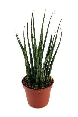 Sansevieria Fernwood Mikado aprašymas - Prekės nuotrauka