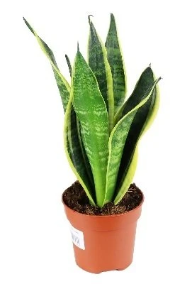 Sansevieria Futura superba aprašymas - Prekės nuotrauka