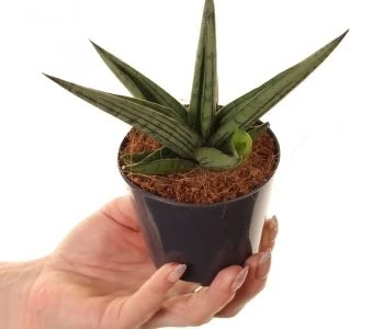 Sansevieria Helios aprašymas - Prekės nuotrauka