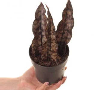 Sansevieria kirkii var.pulchra Coppertone aprašymas - Prekės nuotrauka