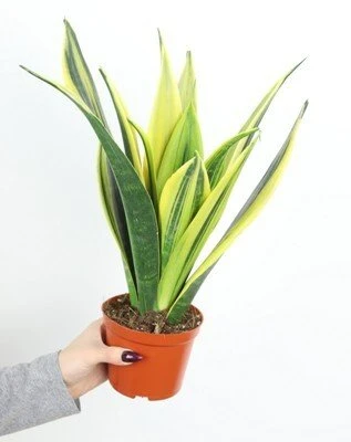 Sansevieria trifasciata Golden Flame aprašymas - Prekės nuotrauka