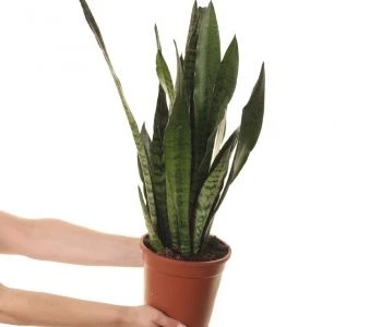 Sansevieria zeylanica aprašymas - Prekės nuotrauka