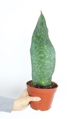 Sansewieria masoniana aprašymas - Prekės nuotrauka