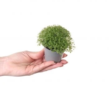 Selaginella Apoda aprašymas - Prekės nuotrauka